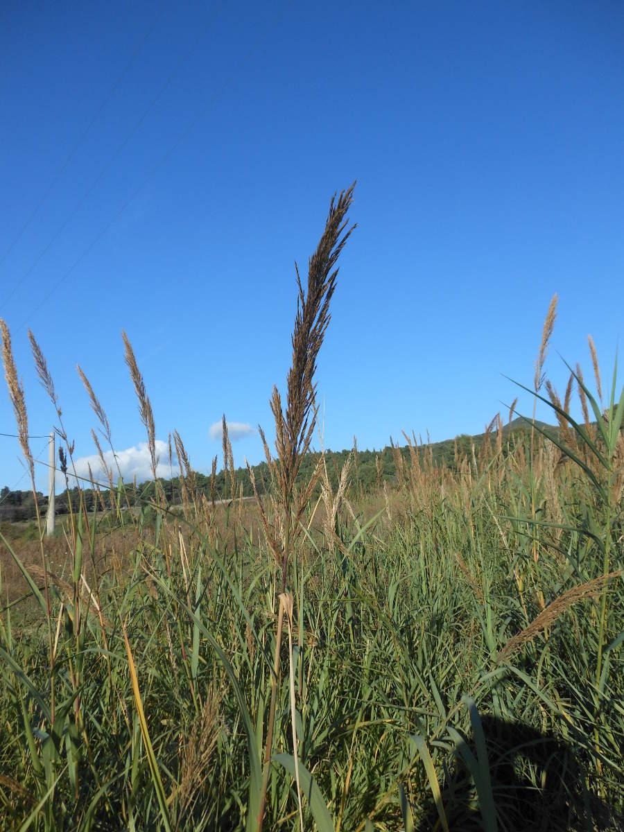 Arundo donaciformis (Loisel.) Hardion, Verlaque & B. Vila
